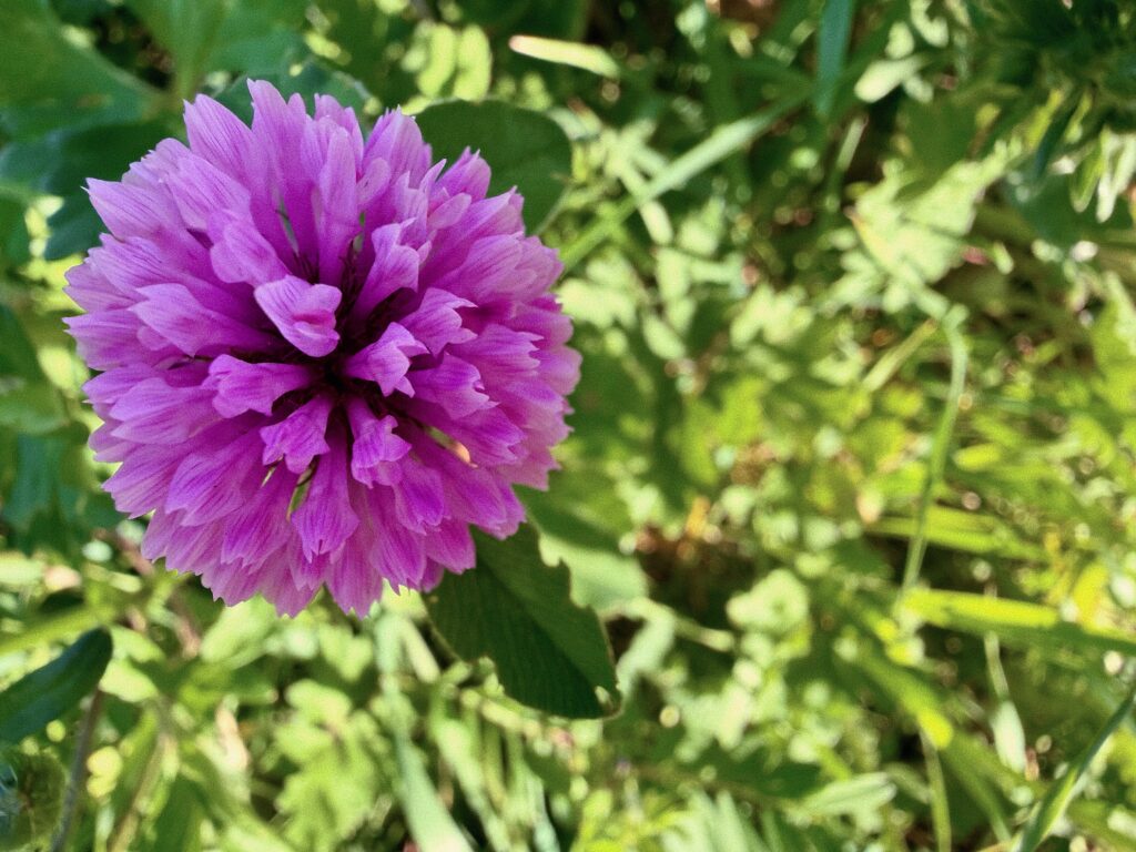 Trifoglio rosso