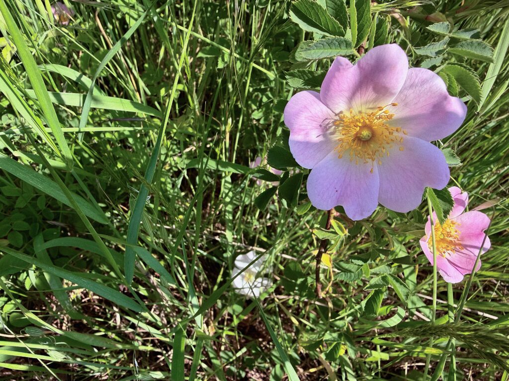 Rosa selvatica